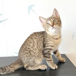 中央区飼い主のいない猫譲渡会 サムネイル2