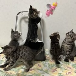 中央区飼い主のいない猫譲渡会 サムネイル3