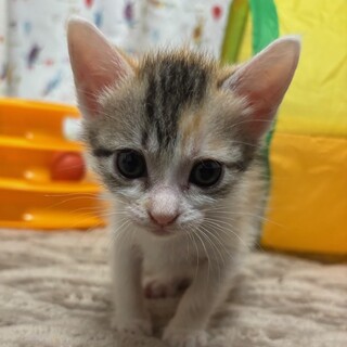 天真爛漫ちょこまか走る姿がとっても可愛いりんちゃん