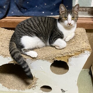 チコくんといっぱい遊んで！