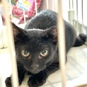 黒猫・目が琥珀色でクリクリ美女子・４ヶ月♪