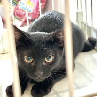 黒猫・目が琥珀色でクリクリ美女子・４ヶ月♪