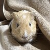 お家が決まりました。モルモット男の子 サムネイル2