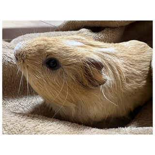 お家が決まりました。モルモット男の子