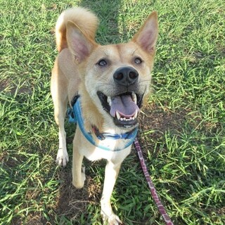 人が大好き！元気で気のいい若犬、ダイスケ君！