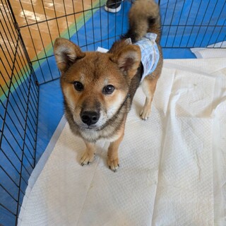 ハンデなんかに負けない陽気な豆吉くん