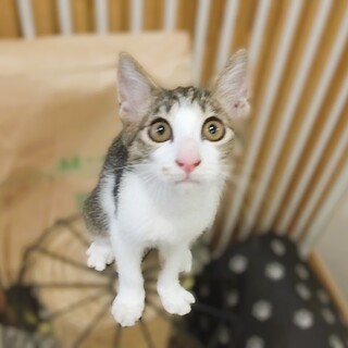 ★里親様決定★おっとり天然食いしんぼ❤たまえちゃん