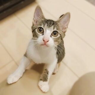 ★里親様決定★よく食べよく遊ぶ美人さん❤姫子ちゃん