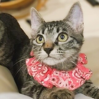 ★里親様決定★運動神経抜群の女の子❤花子ちゃん