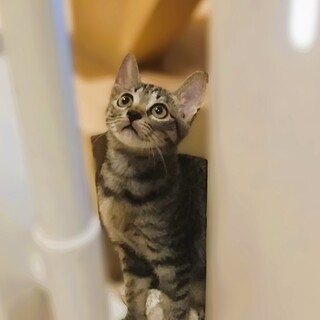 ★里親様決定★しっかり者の食いしんぼ❤笑子ちゃん