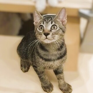 ★里親様決定★何でも興味津々遊ぶの大好き❤笑太くん