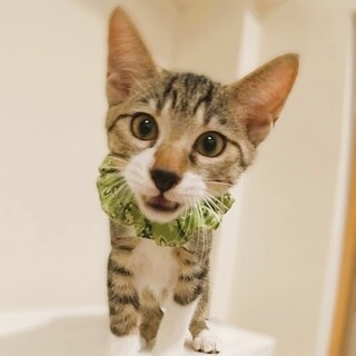 ★里親様決定★遊ぶの大好きな食いしんぼ❤太郎くん