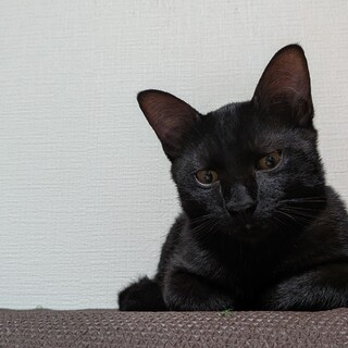 路上で産気づいた野良猫の子