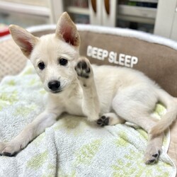 子犬の店内ふれあい譲渡会 サムネイル2