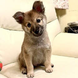子犬の店内ふれあい譲渡会 サムネイル3
