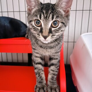 遊ぶの大好き！性格良いキジトラ男の子