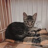 遊ぶの大好き！性格良いキジトラ男の子 サムネイル3