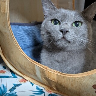 路上で産気づいた母猫