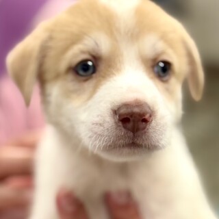 25-M229 ブルーのガラスのようなお目目