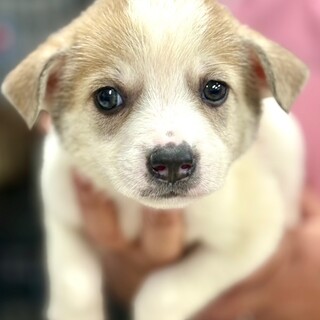 25-M232　可愛過ぎる仔犬ちゃん♪