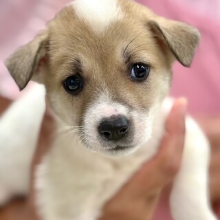 25-W233　小さな小さな女の子♪