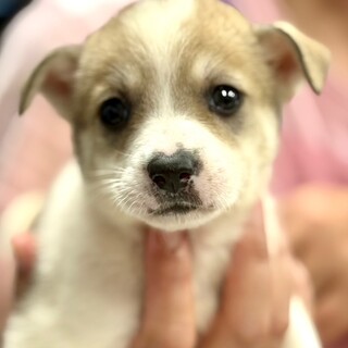 25-W234　綺麗なお顔達です！！