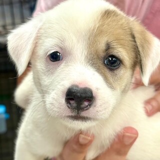 25-W235　可愛い柄です！！