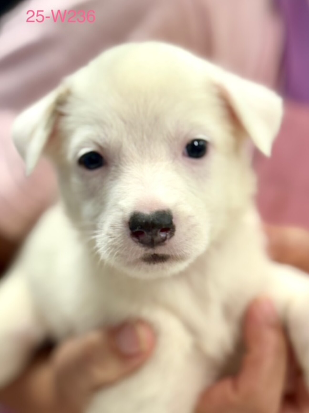 25-W236 白ワンコ」滋賀県 - 犬の里親募集(527545) :: ペットの