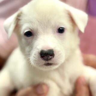 25-W236　白ワンコ可愛い♪