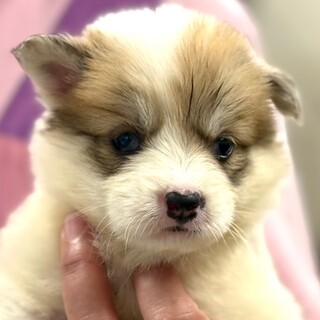 25-W239　モフモフ可愛い仔犬女子♪