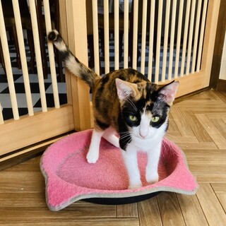 人が好き！猫とも仲良し三毛のミニーちゃん