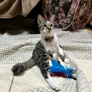 膝に乗ってきたり、可愛い姉妹の子猫ちゃん