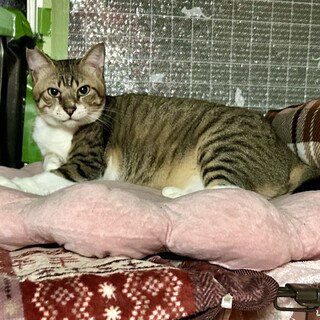 甘えん坊でとても優しい性格の男の子