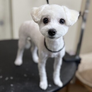 元気いっぱいマルプーのリリーちゃん