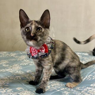 おちゃめでお転婆娘のサビちゃん♪やっこ