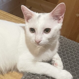 【12/14 譲渡会参加】人馴れ抜群！☆ニシキくん