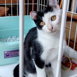 「耳を切られた子猫」サムネイル1