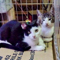 「耳を切られた子猫」サムネイル2