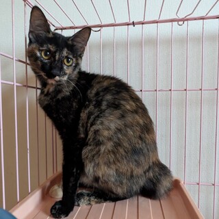 緊急募集！人慣れした子の辛いリリース