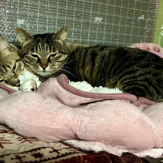 甘えん坊の優しい男の子