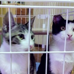 「耳を切られた子猫」サムネイル3