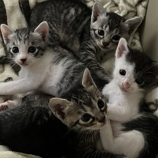 8月始めに産まれた2ヶ月の子猫の兄弟