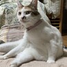 おとなしく人懐っこい三毛猫ちゃん サムネイル2