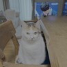 おとなしく人懐っこい三毛猫ちゃん サムネイル3