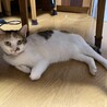 おとなしく人懐っこい三毛猫ちゃん サムネイル4