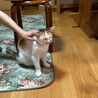おとなしく人懐っこい三毛猫ちゃん サムネイル5