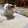 おとなしく人懐っこい三毛猫ちゃん サムネイル6