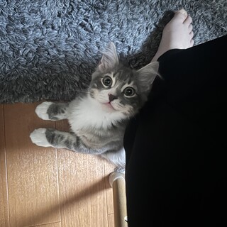 MIX オス 生後5ヶ月