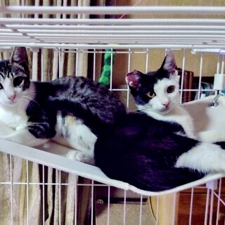 ゴロゴロの甘えん坊姉妹2匹一緒に