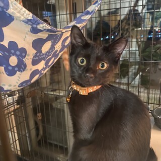 お星様の様なお目目が印象的な黒猫ちゃん